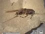 Insecta