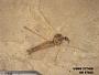 Insecta