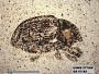Insecta