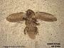 Insecta