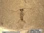 Insecta