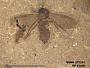 Insecta