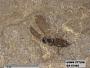 Insecta