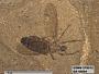 Insecta