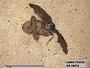 Insecta