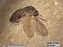 Insecta