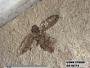 Insecta