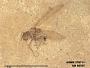 Insecta