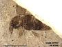 Insecta