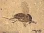 Insecta