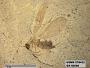Insecta