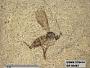 Insecta