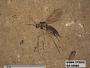 Insecta