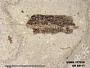 Insecta