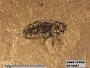 Insecta