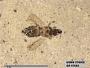 Insecta