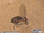 Insecta