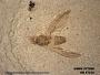 Insecta