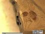 Insecta