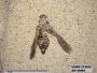 Insecta