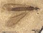 Insecta