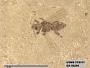 Insecta
