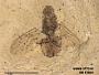 Insecta