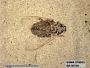 Insecta