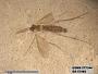 Insecta