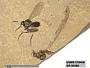 Insecta