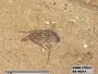 Insecta