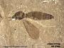 Insecta