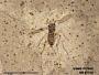 Insecta