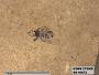 Insecta