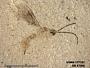 Insecta