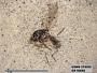 Insecta