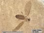 Insecta