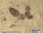 Insecta