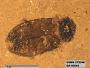 Insecta