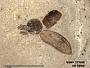 Insecta