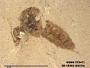 Insecta