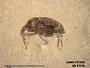 Insecta