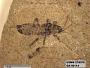 Insecta