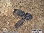 Insecta