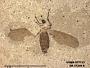 Insecta