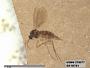 Insecta