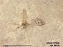 Insecta