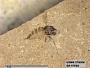 Insecta