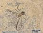 Insecta