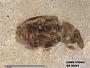 Insecta
